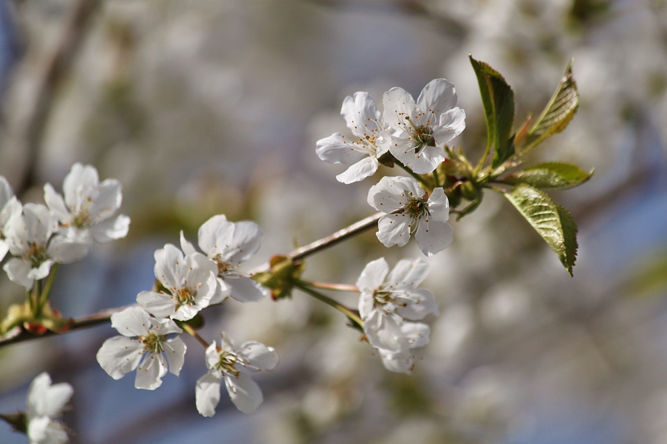 Spring awakening flowering twig blossom photo