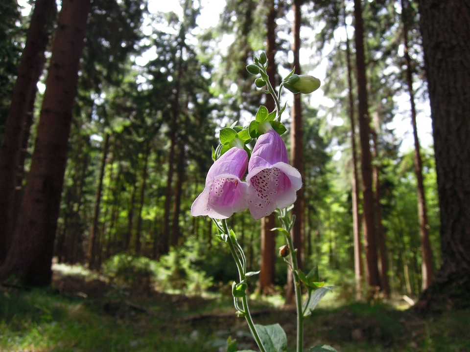 Pink digitalis purpurea common foxglove
