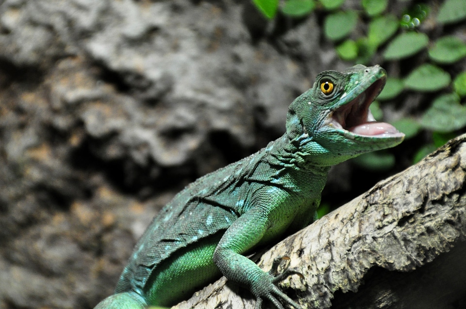 Reptile animal nature