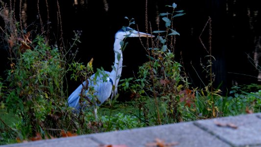 Great blue heron - blauwe reiger.