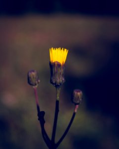 Dandelion photo