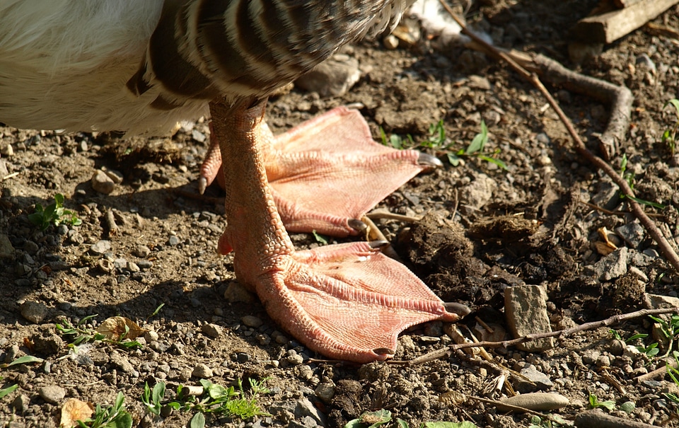 Bird domestic goose foot