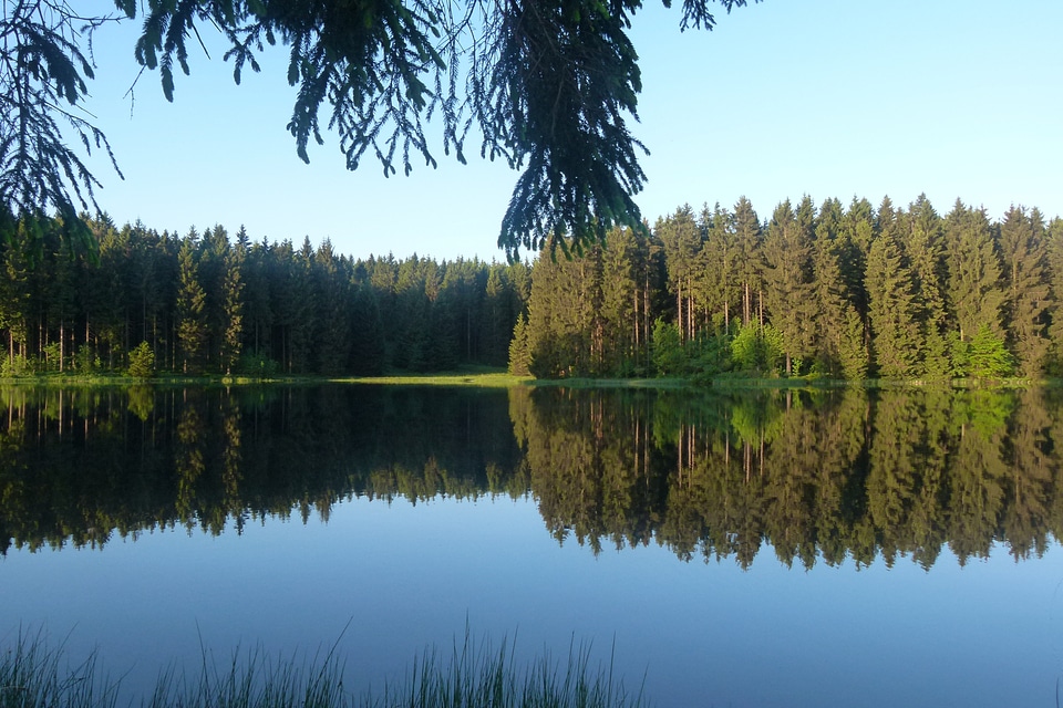 Idyll resin forest photo