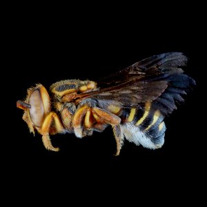 Epanthidium tigrinum female