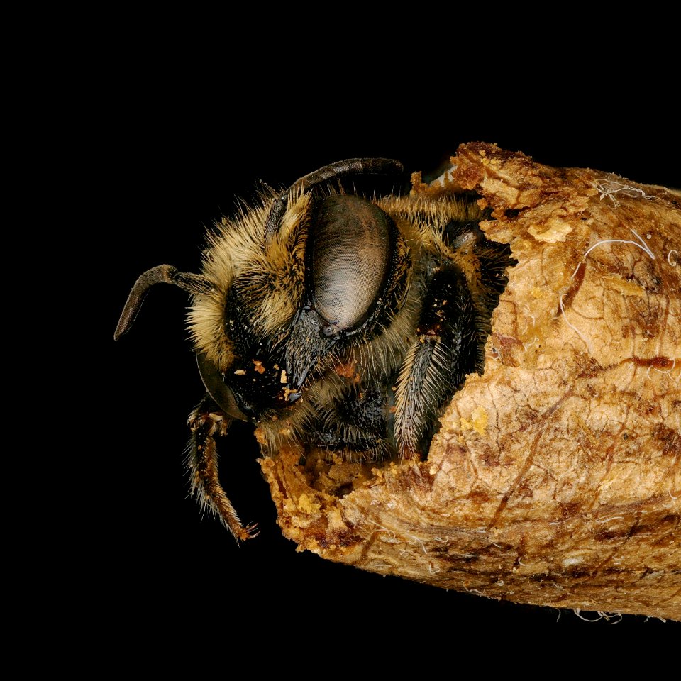 Megachile rotundata
