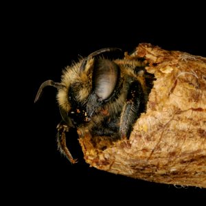 Megachile rotundata