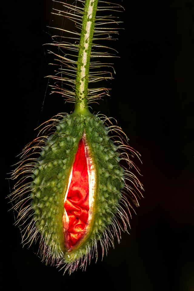 Bud red klatschmohn photo