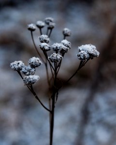 Close up for frost covered plant.