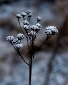 Close up for frost covered plant. photo