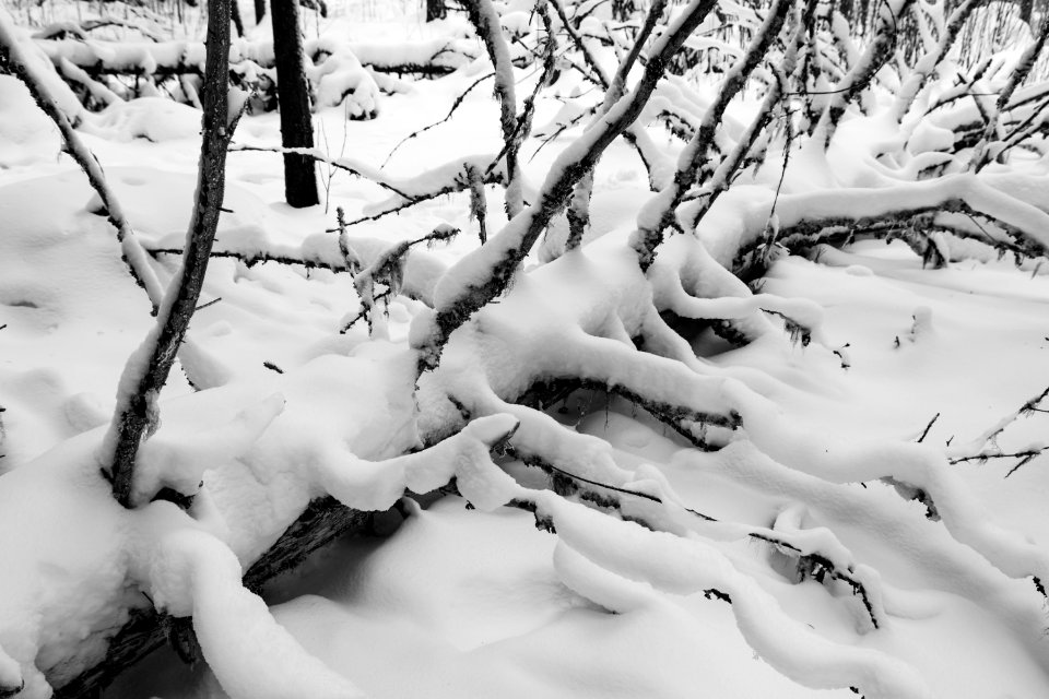 Fresh snow on a fallen tree.