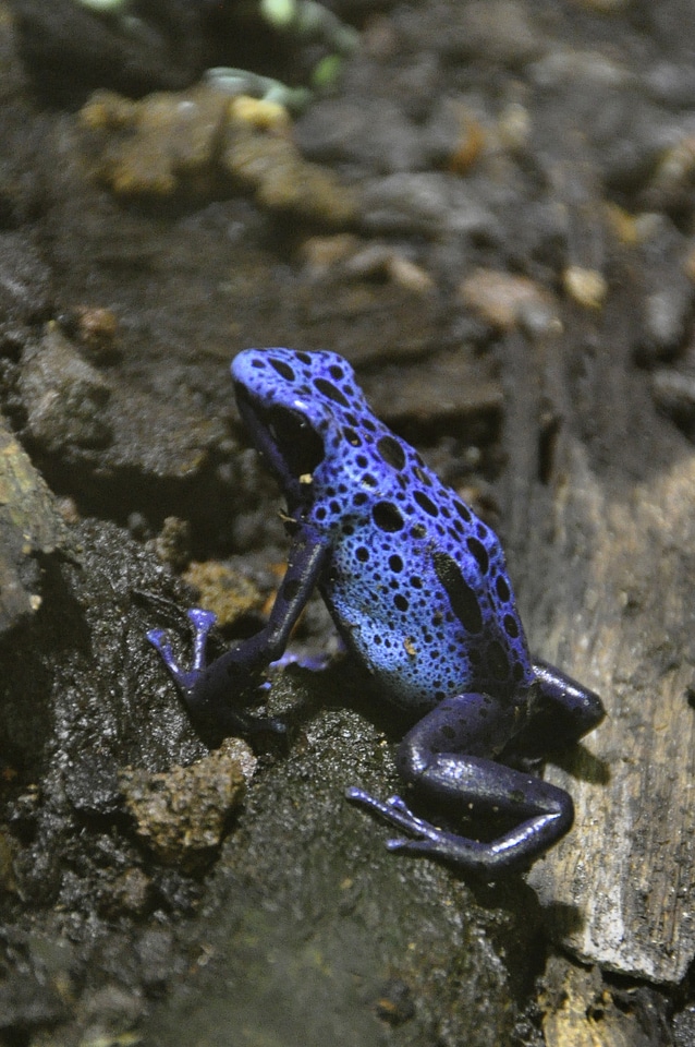 Poison frog frog amphibian