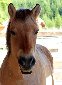 Horse head portrait close up