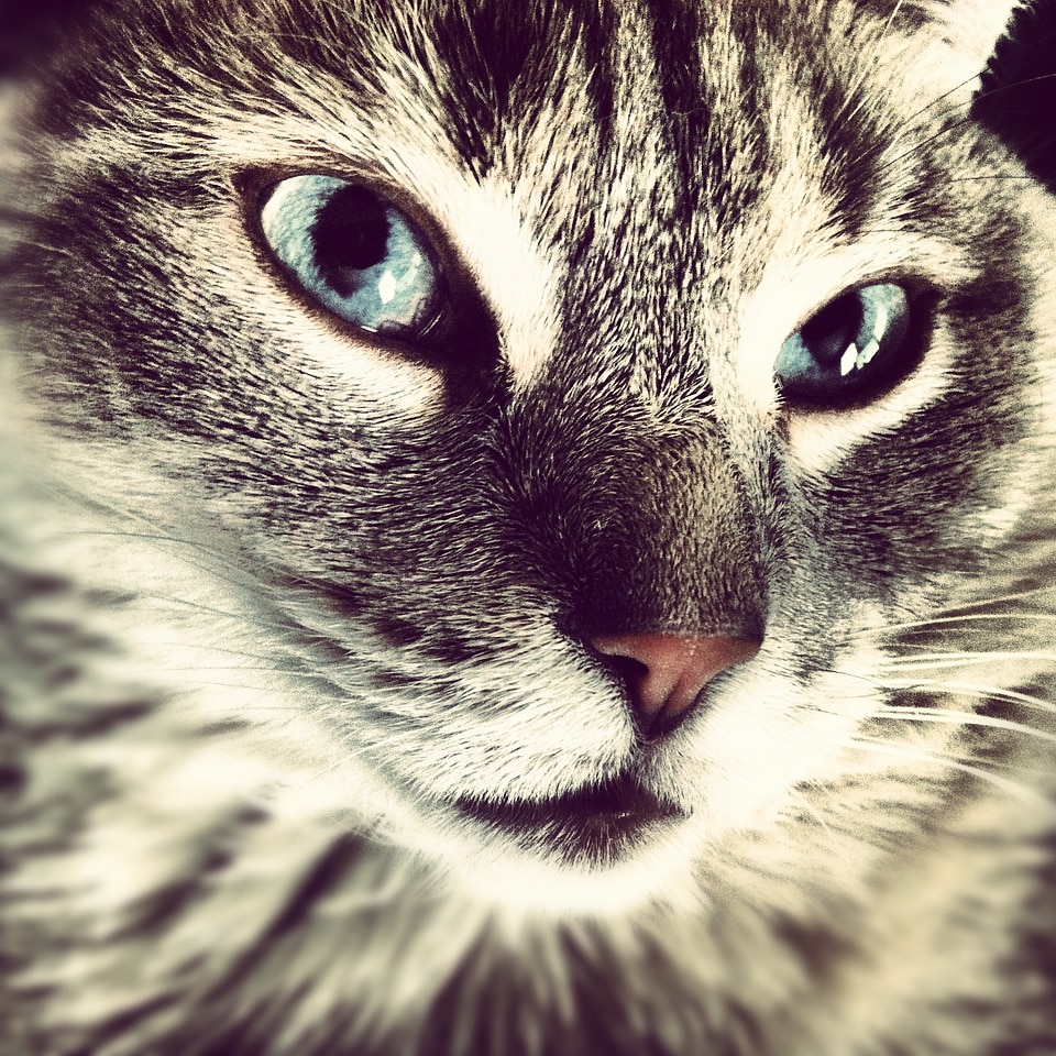 Face cat eyes animal