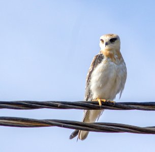 Young Black Shouldered Eagle