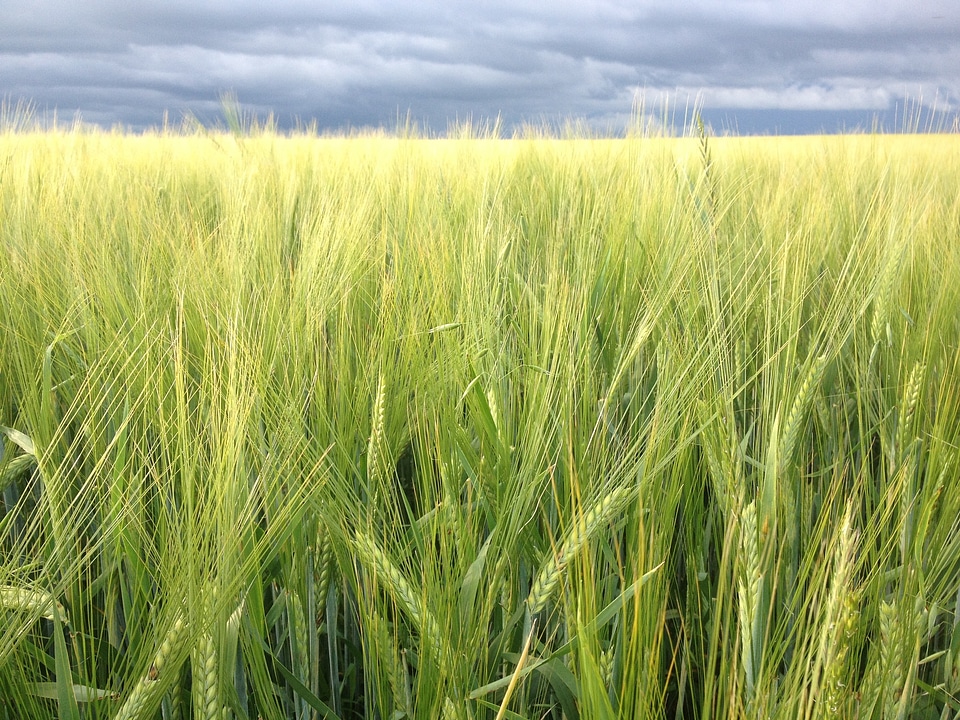 Agriculture natural cereal