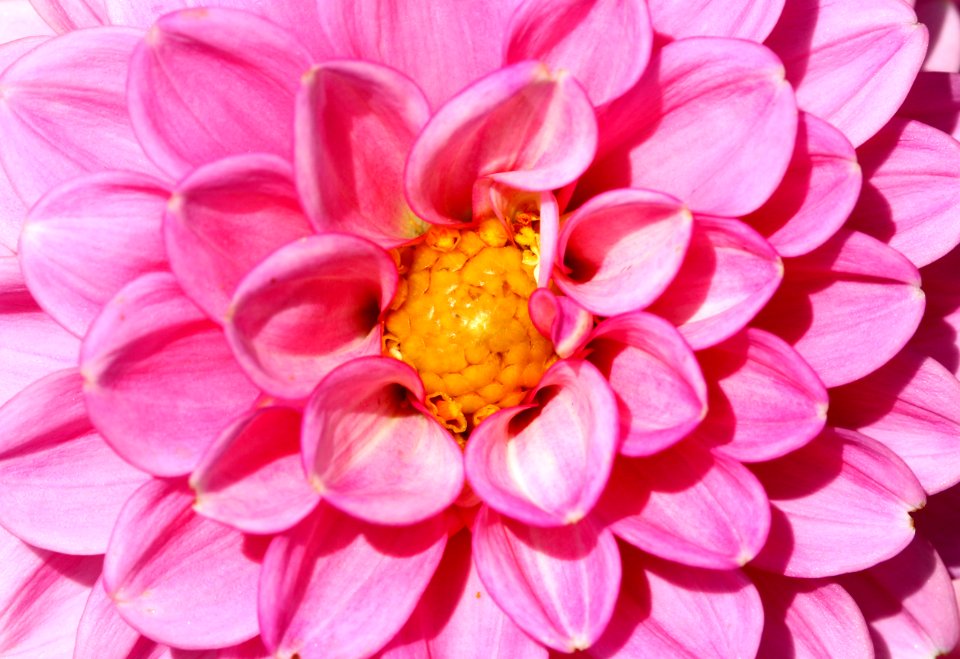 Dahlia