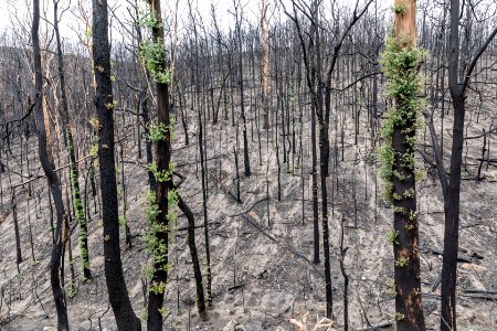 Severely burned eucalyptus forest in the Tambo Complex north of Orbost, Victoria.
