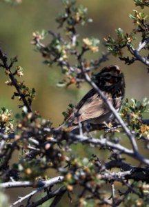 Lark Sparrow Crop 2