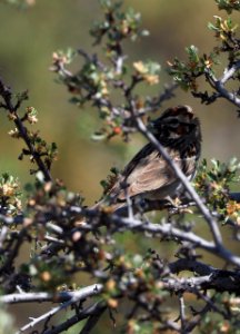 Lark Sparrow Crop 2 photo