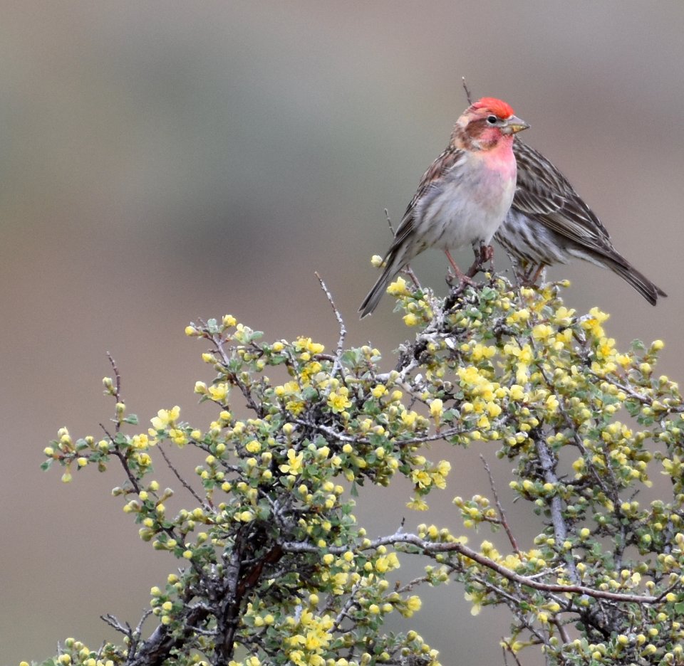 Cassin's Finch Pair