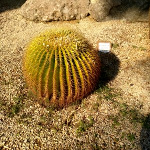 Echinocactus grusonii
