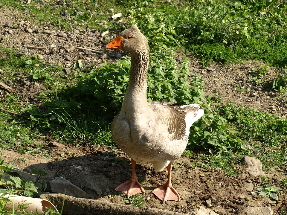 Gander bird animal