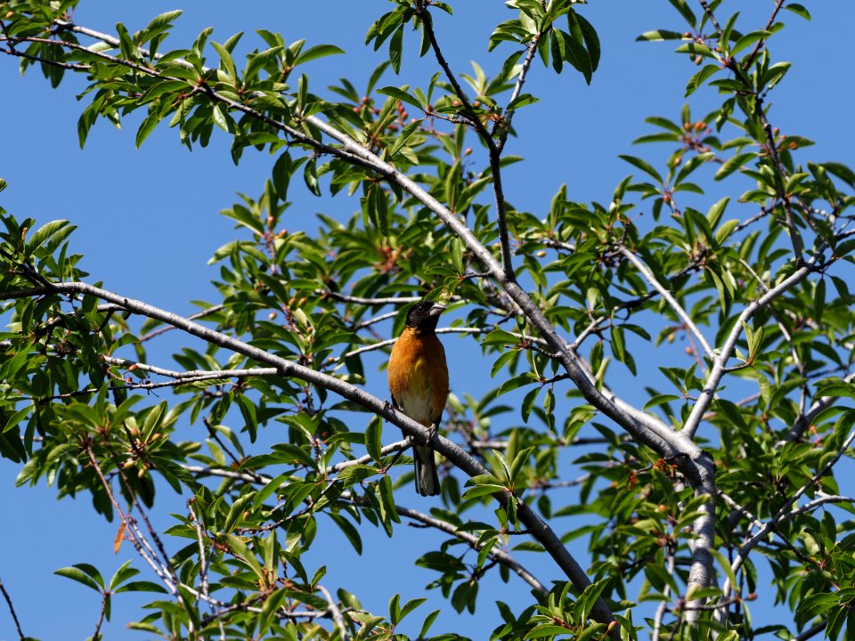 Black Headed Grosbeak 2