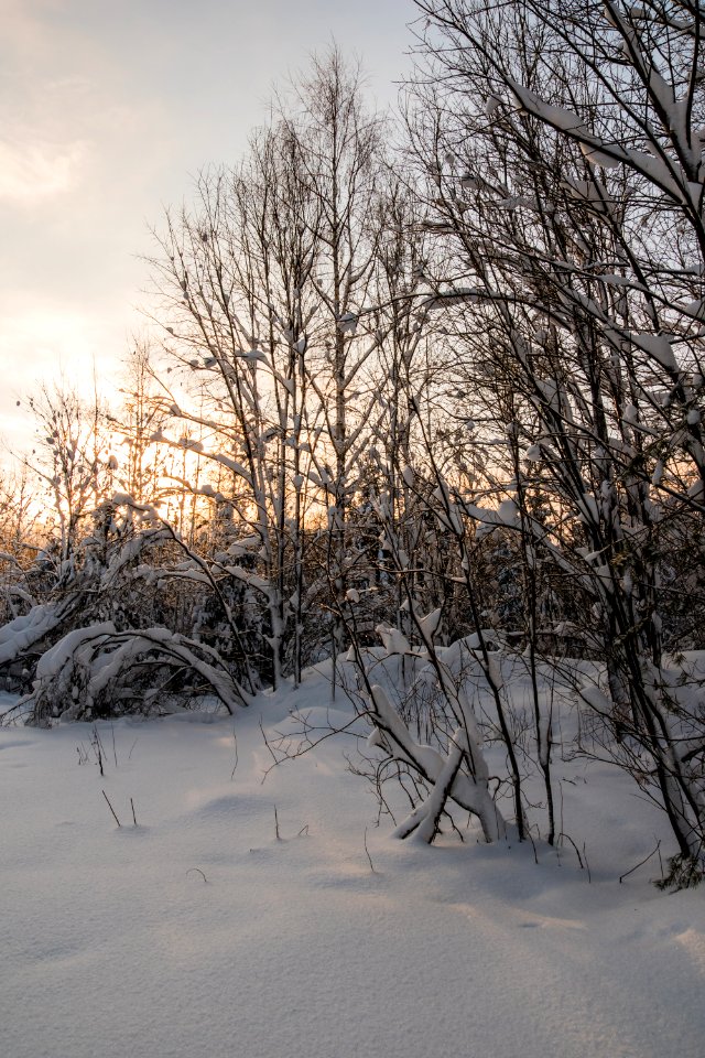 Sunsetting behind a forest.
