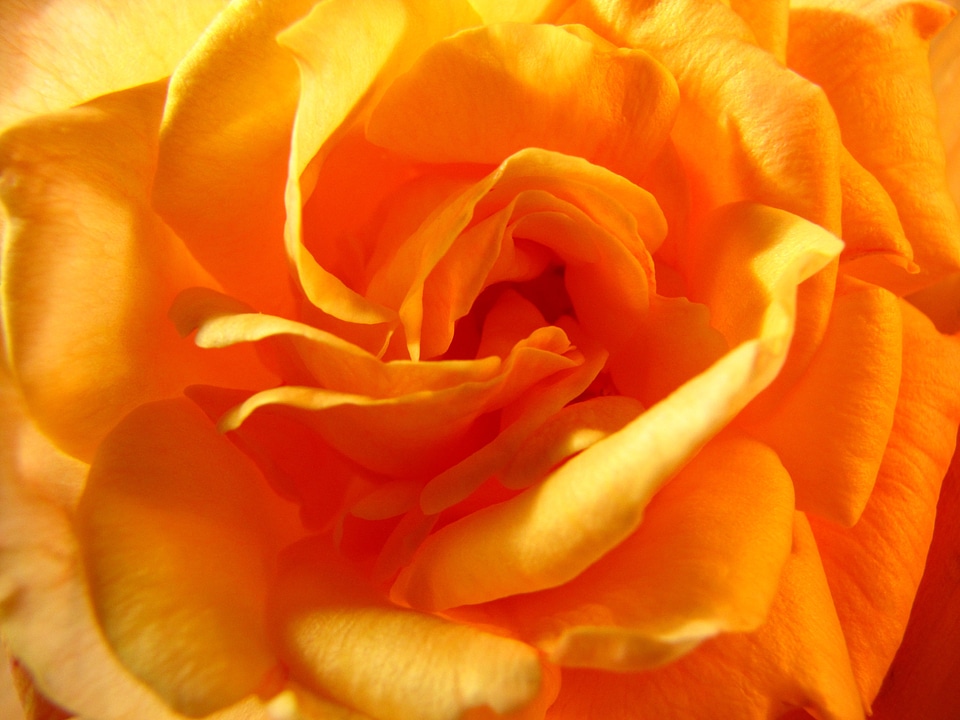 Rose yellow roses super macro