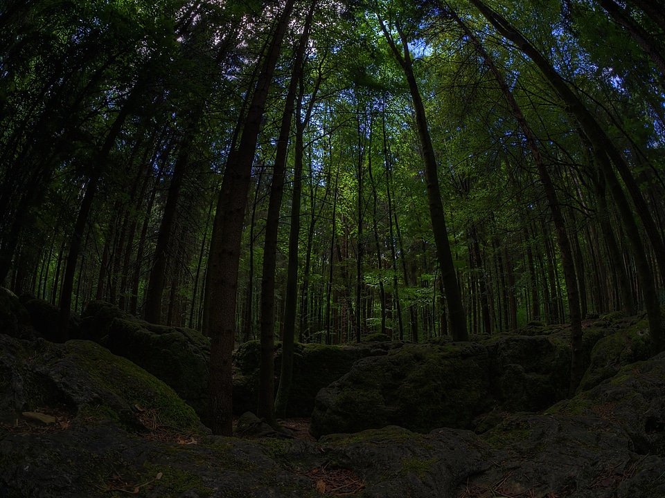 Bemoost nature wild