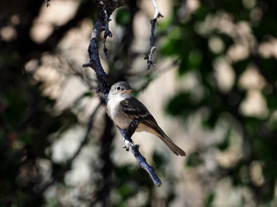 Gray Flycatcher Juv Close
