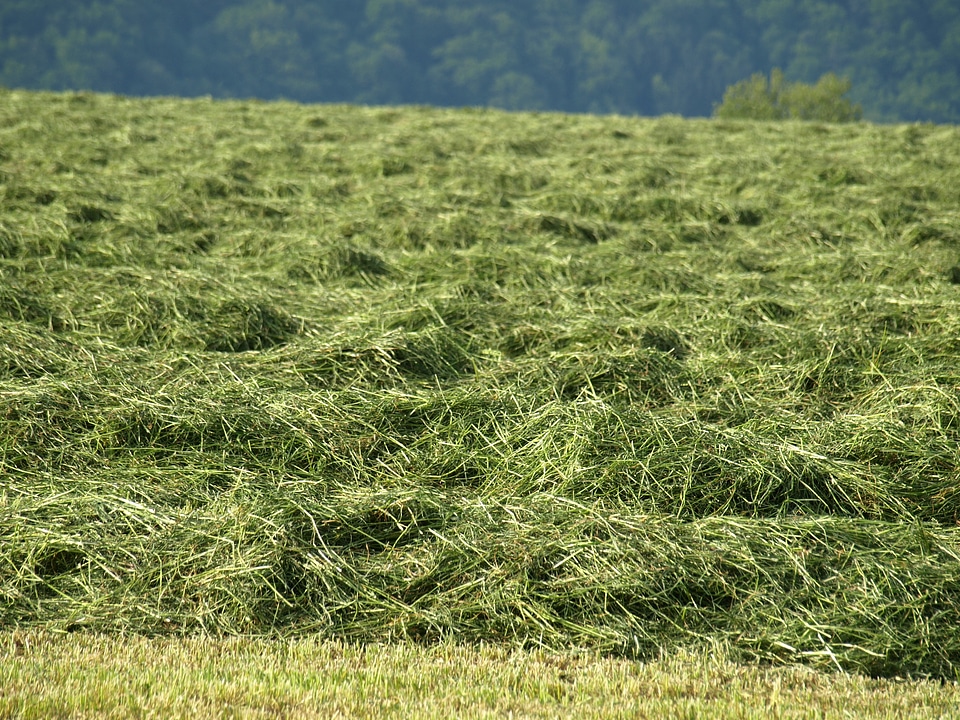 Forage mowed luftrocknung