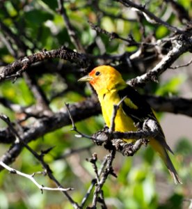Western Tanager 8 crop