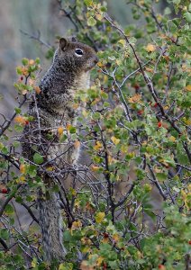 California Ground Squirrel Crop 1