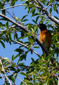 Black Headed Grosbeak crop 1