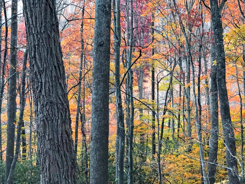 20191027-FS-Monongahela-KMB-815