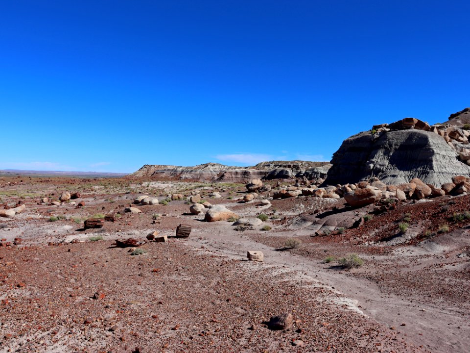 Petrified Forest NP in AZ