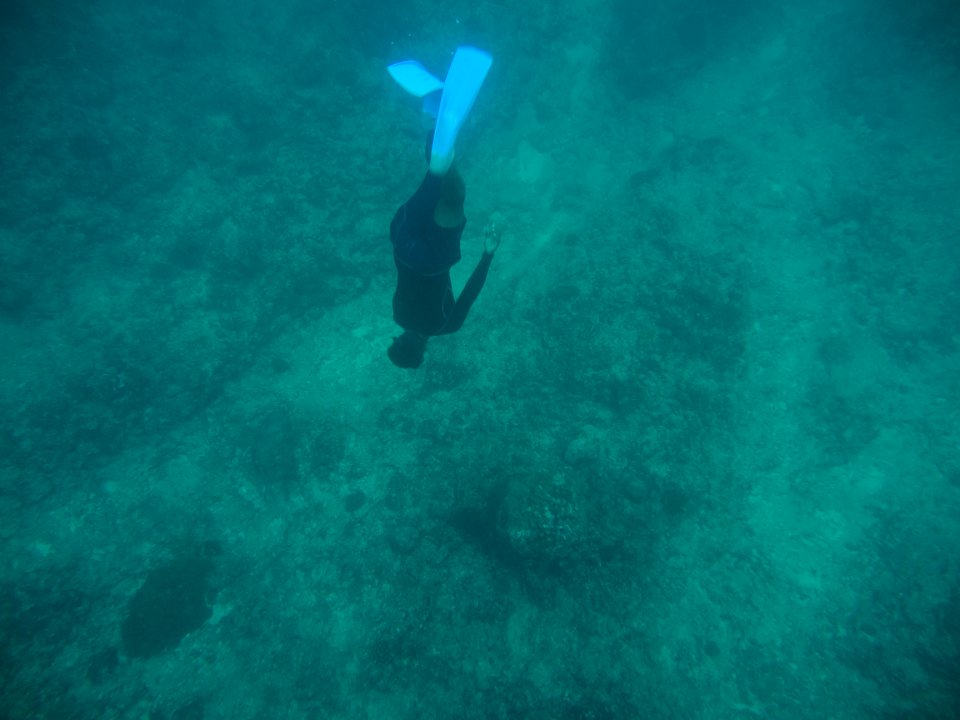 Marine Life Mauritius