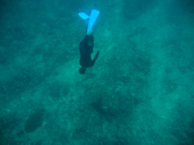 Marine Life Mauritius