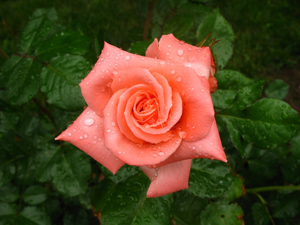Blossom beautiful bloom
