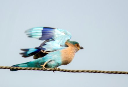 Flying Indian Roller