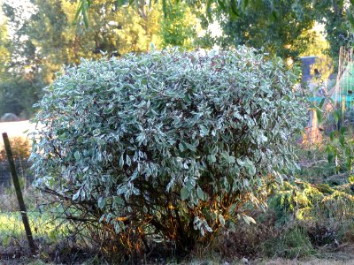 Buisson