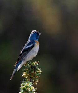 Lazuli Bunting crop 3