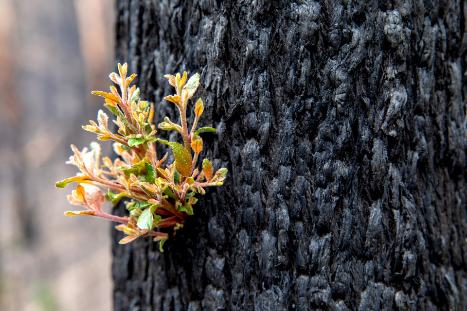 Post-wildfire recovery in Australia