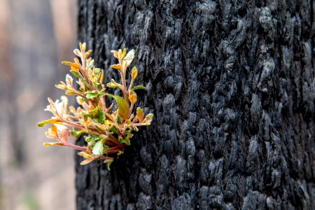 Post-wildfire recovery in Australia