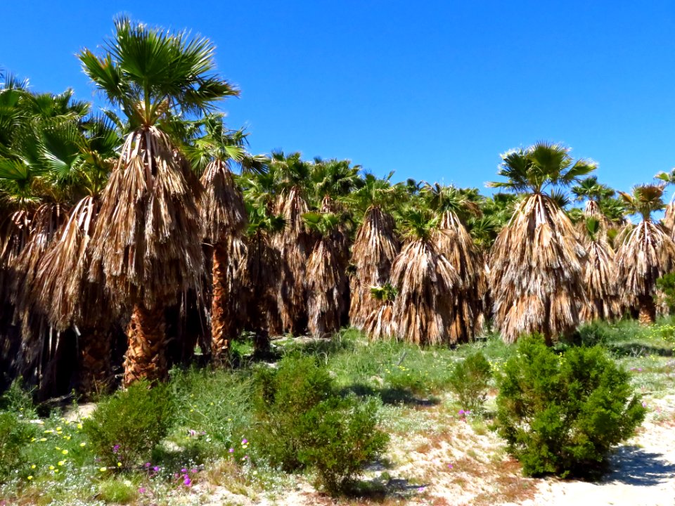 Palm Trees at Anza-Borrego Desert SP in CA