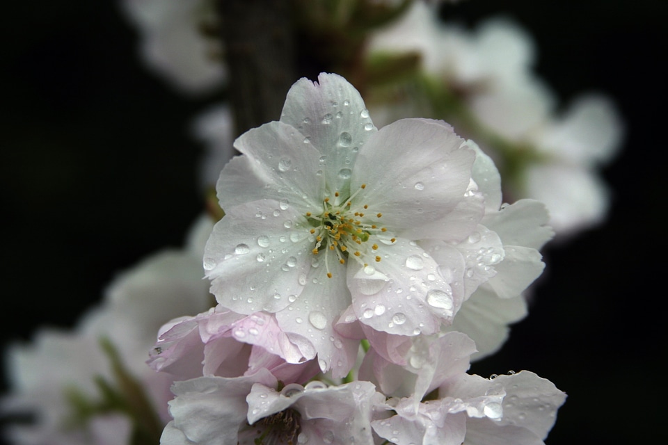 Garden rain wet