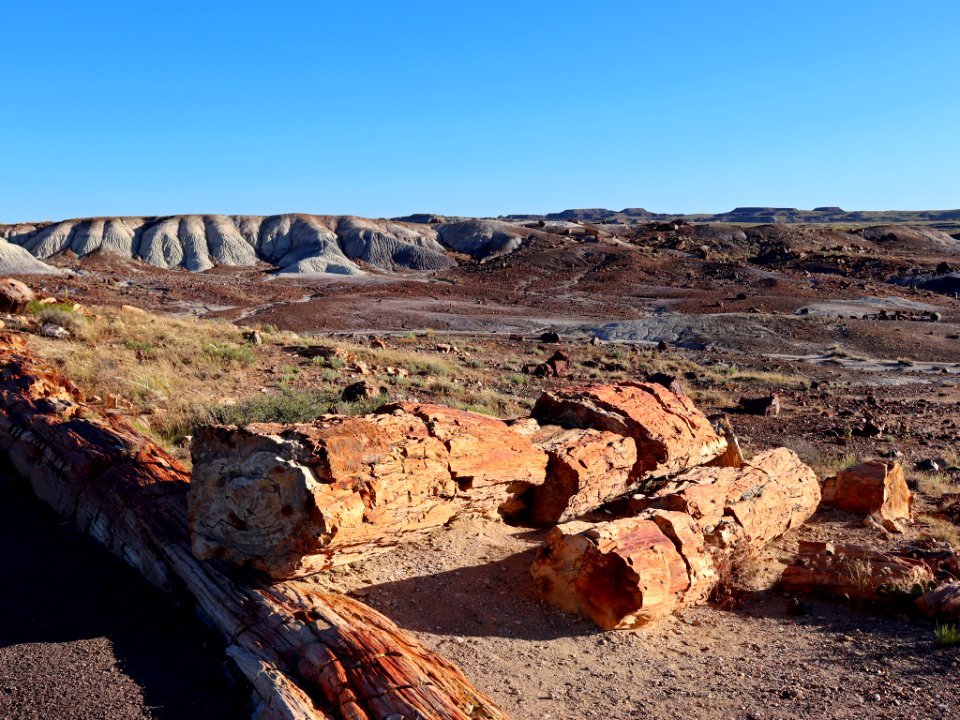 Petrified Forest NP in AZ