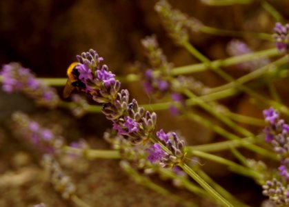 lavanda