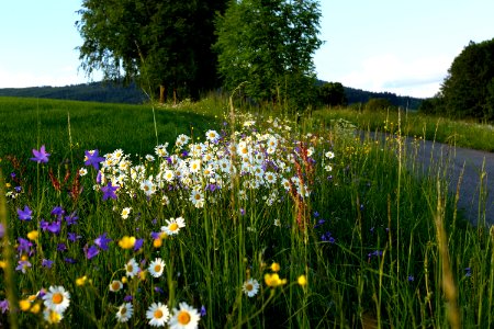 flowers